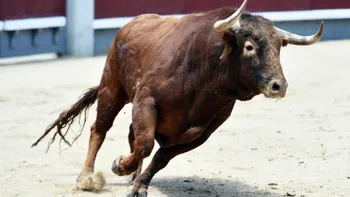 toro