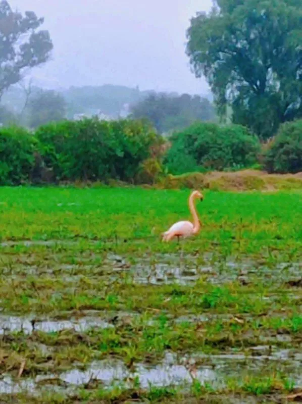 Avistamiento de flamenco rosado en Hidalgo sorprende a habitantes del Valle del Mezquital
