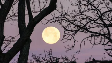 Luna llena de tonos anaranjados cerca del horizonte.