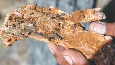 Tronco infectado con gusano descortezador