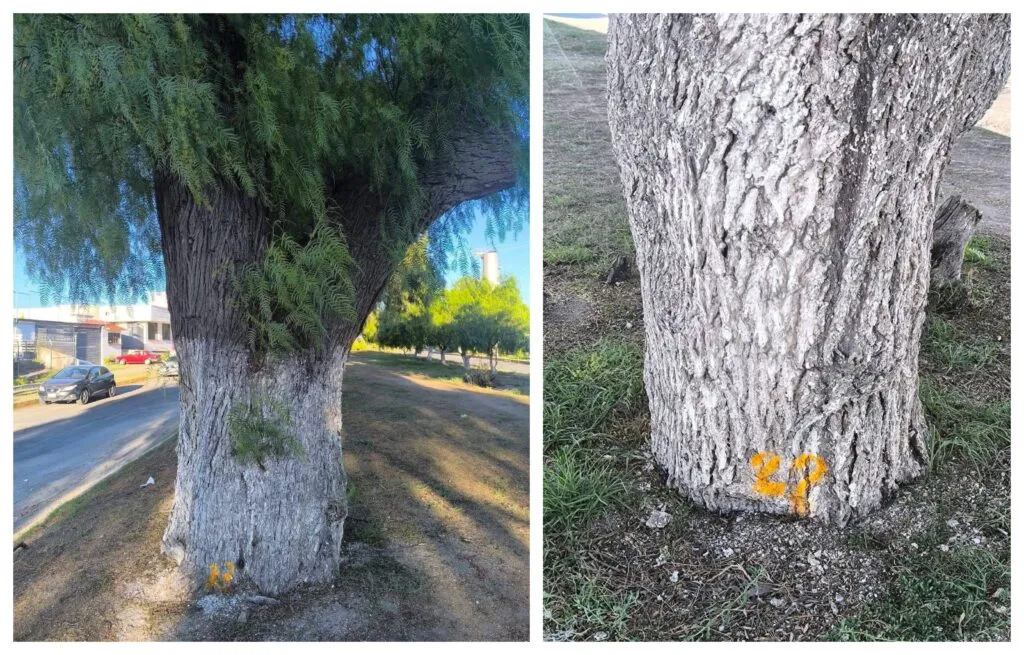 ¿Ecocidio? Vecinos alzan la voz por el proyecto que pretende quitar 100 árboles en Pachuca