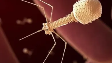 Laboratorio afirma haber inyectado por primera un virus diseñado con IA a un humano