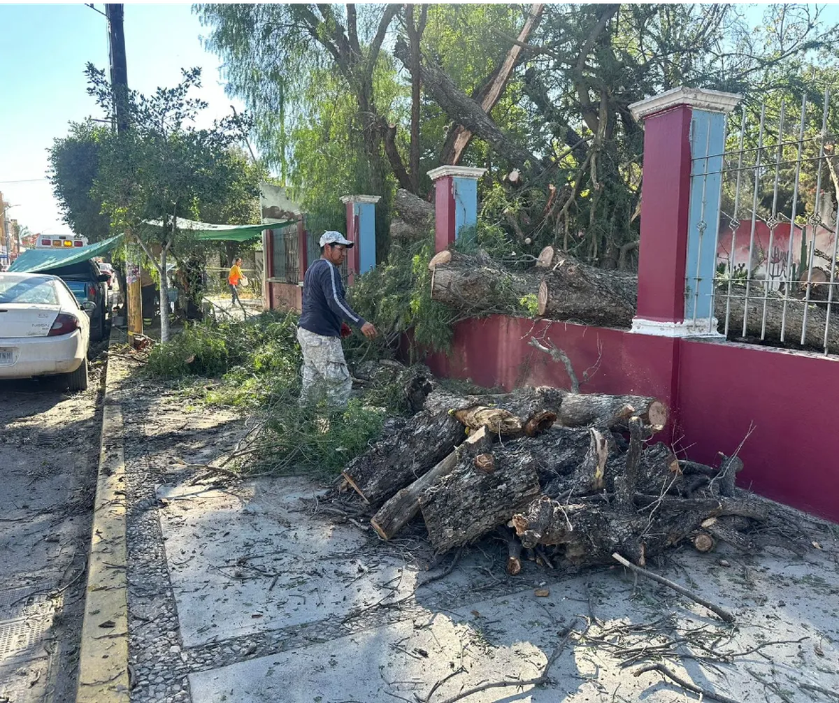 Árbol cae en vía pública de Ixmiquilpan