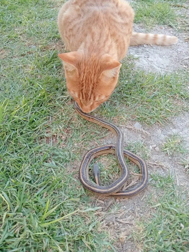 Bolo, el gato que salvó a un niño del ataque de víboras en Tlaxcoapan