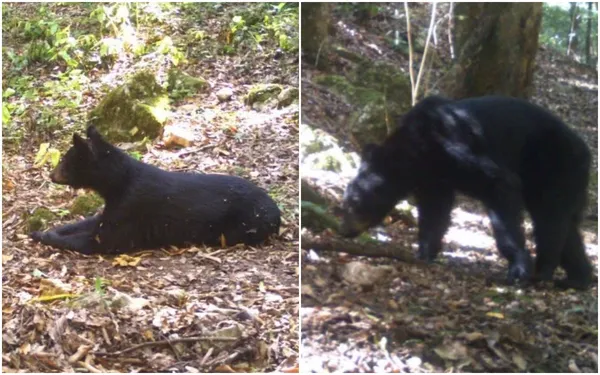 Oso negro en Hidalgo; COESBIOH alerta sobre fotos falsas del presunto avistamiento en Chilcuautla.