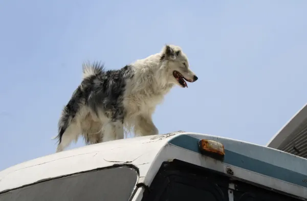 Tu mascota también cuenta: prepárate para el simulacro con estas claves