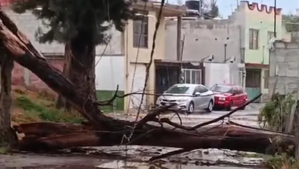 Árbol cae por lluvias en Ixmiquilpan