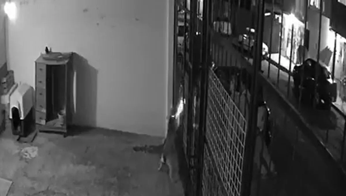 Balean a perrita en patio de una casa en Pachuca, exigen justicia