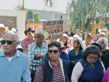 El lirio acuático y el mosco culex tienen al límite a pobladores de la Endhó; ahora exigen maquinaria urgente a Semarnat