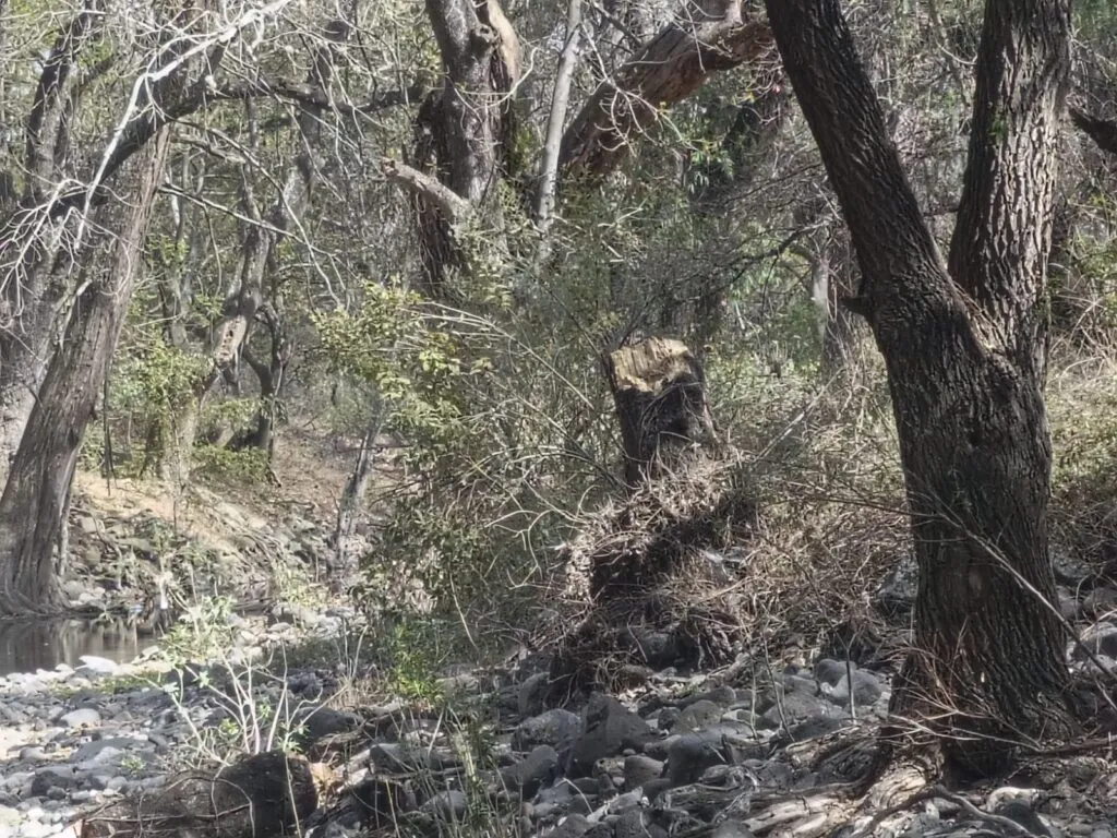 Denuncian tala ilegal en ribera del río Rosas en Tula