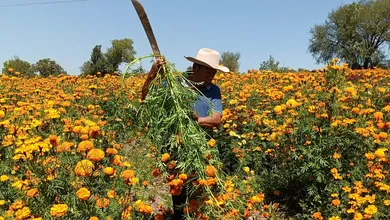 Productro de flor en Tula