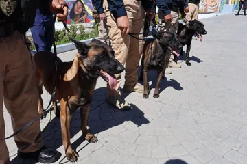 Aika, Astro y Xolotl: los tres perros policías que ya tienen nueva misión en Hidalgo