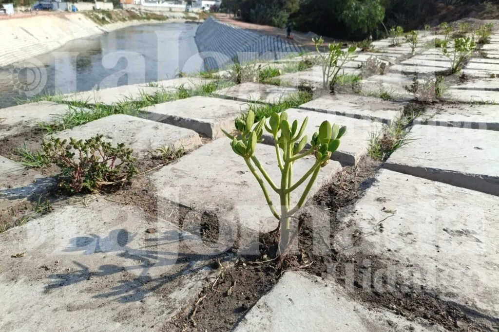 Revegetación del río Tula incluirá árboles, herbáceas y especies endémicas: ¿Cuándo empieza?