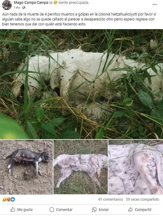 Huejutla: nuevo caso de maltrato animal, matan a golpes a 4 perros