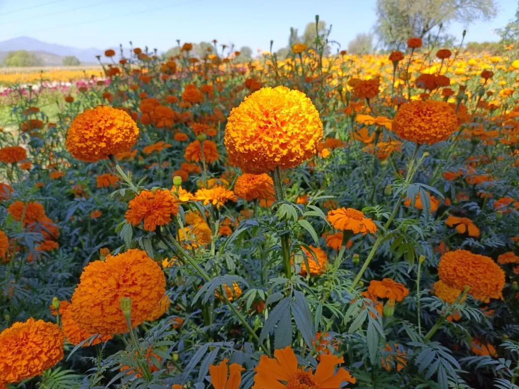 Productores de Flor en Tula esperan mejoras en las ventas, previo al Día de Muertos