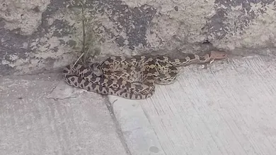 Serpiente cincuate localizada en Rancho Don Antonio, Tizayuca