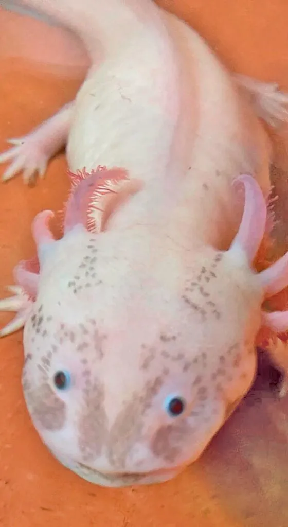 Ajolote, emblema en peligro de extinsión