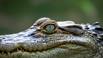 Cocodrilo