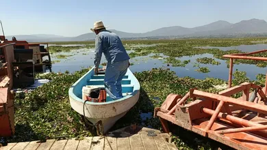 ¡Endhó no se detiene! Conagua pide casi 34 mdp para continuar en 2027 con el combate al lirio y al mosco