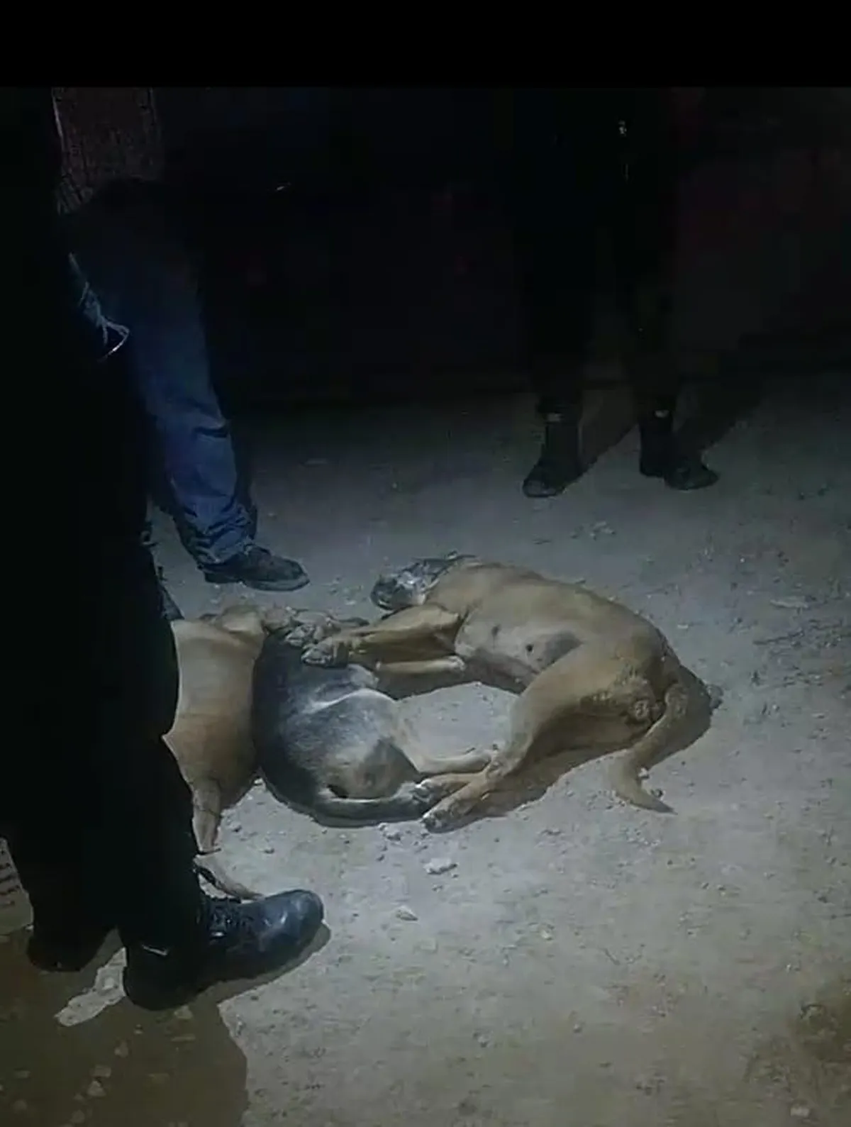 Denuncian envenenamiento masivo de perros en Mineral de la Reforma