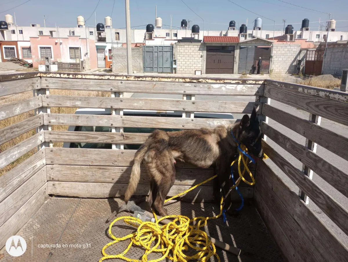 Rescatan a perrito que sufría maltrato animal en Epazoyucan