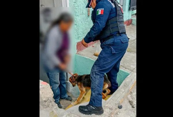 Rescatan tres perros en Pachuca; investigan presunto caso de maltrato animal