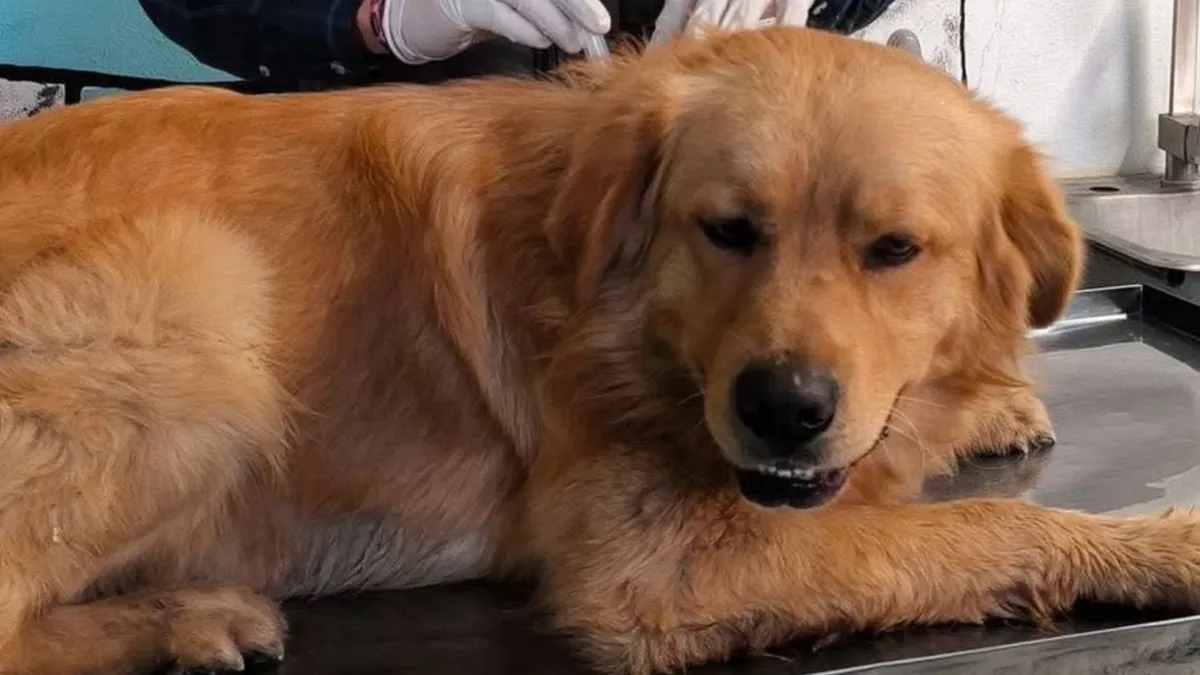 Perrito rescatado recibiendo atención médica