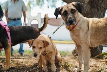 Pachuca supera los 7 mil servicios veterinarios en 2026 para atención de mascotas