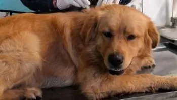 detienen vacunación animal ilicita en Tizayuca
