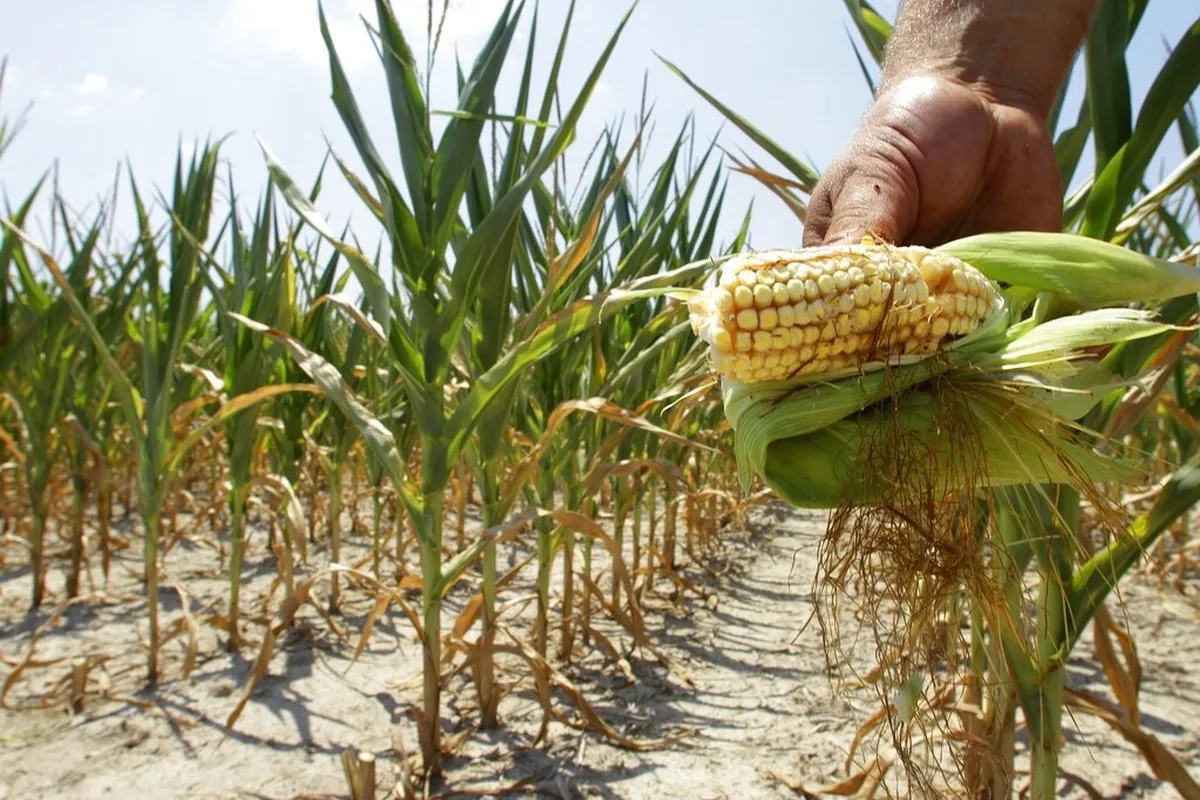 Canadá indicó que seguirá trabajando con sus socios comerciales “hacia un resultado que preserve la previsibilidad del comercio y el acceso al mercado para nuestros agricultores y exportadores”. Foto: La Jornada