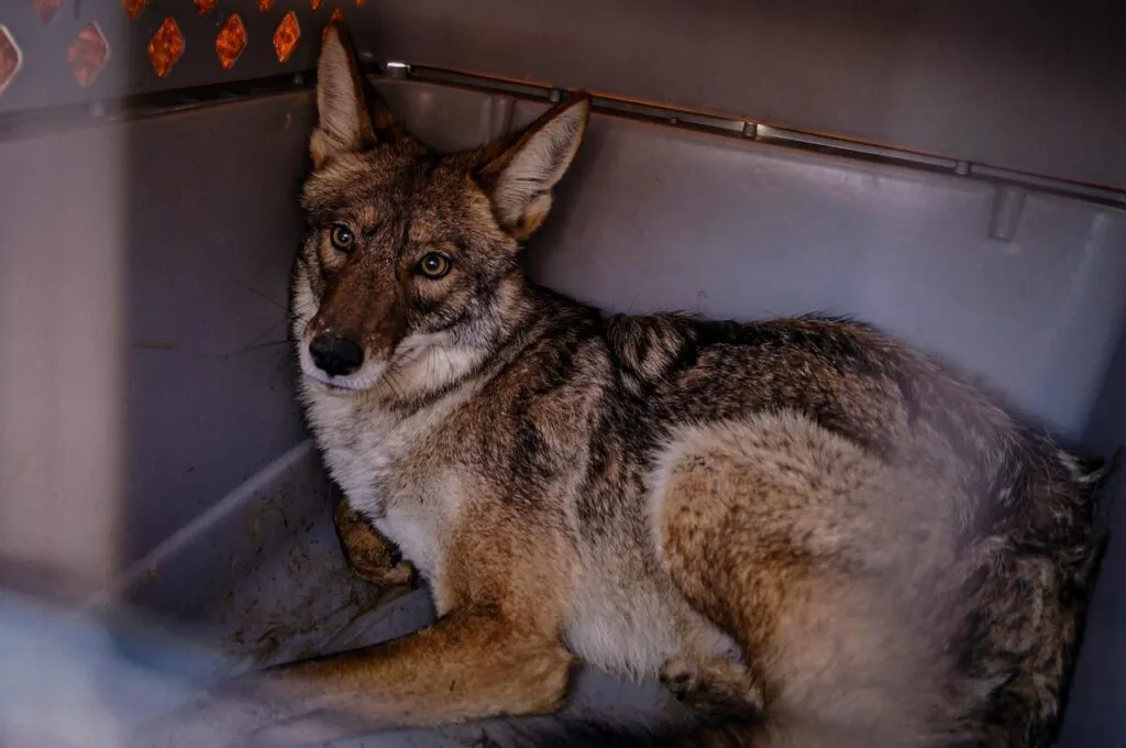 Liberan fauna silvestre a su hábitat en Hidalgo