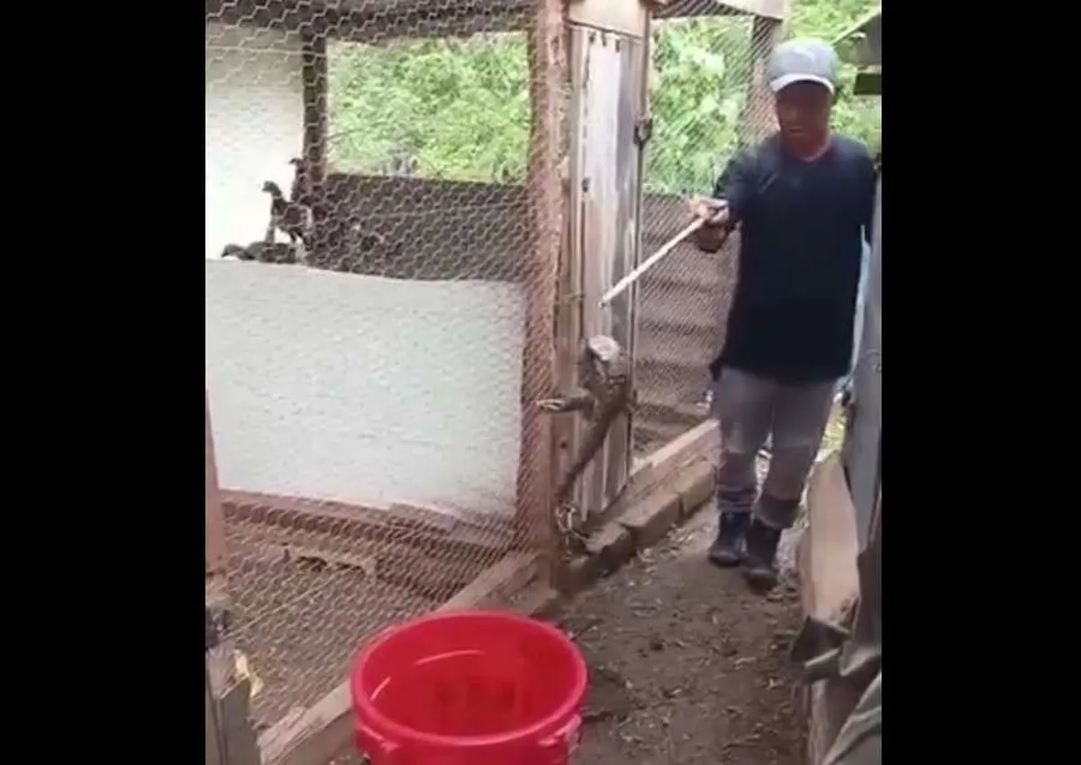 Video: Encuentran y rescatan boa dentro de una casa en Pacula