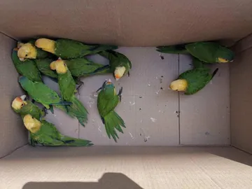 Vinculan a proceso a sujeto por tráfico de ‘pericos atoleros’ en Ixmiquilpan