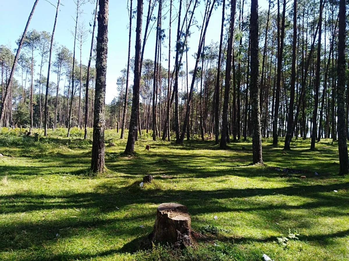 Piden detener la tala ilegal en Acaxochitlán a través de Change.org