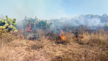 Hidalgo registra 29 incendios forestales en 2026; llaman a denunciar quemas ilegales ante la FGR