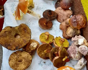Los hongos comestibles en mercados llegan con la temporada de lluvias