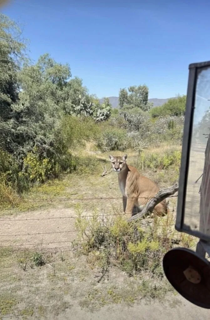 Confirman avistamiento de puma en San Agustín Tlaxiaca; autoridades piden extremar precauciones