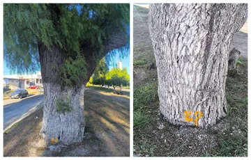 Pachuca: desmiente Semarnath tala masiva de árboles; ciudadanos convocan a manifestación