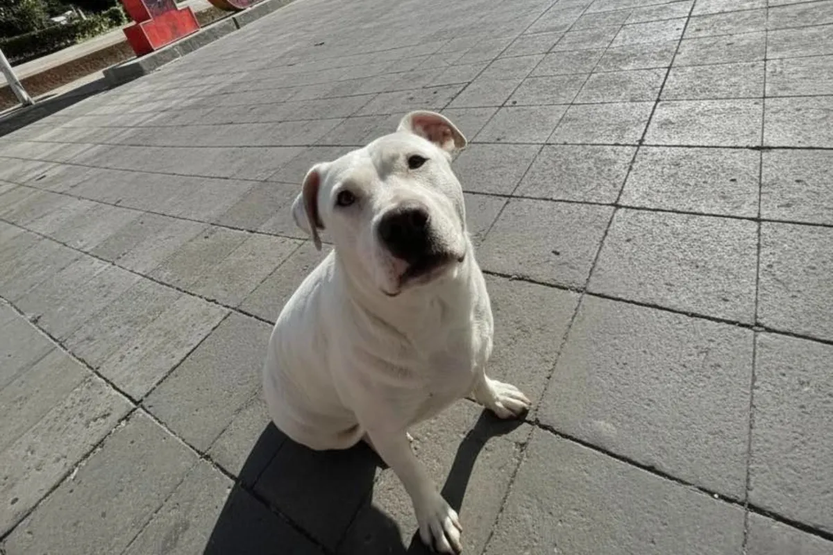 Justicia por Werita: perrita envenenada en Tula causa indignación