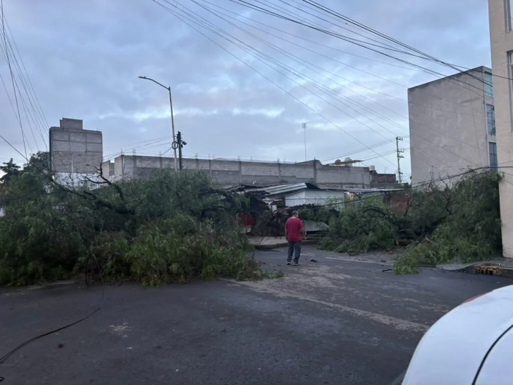 Colapsa árbol frente a oficinas de la CFE en Tizayuca por lluvias y viento