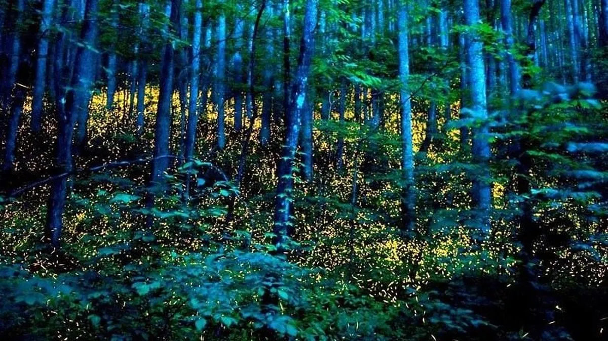 ¡Ya comenzaron los recorridos para ver luciérnagas en Hidalgo! Aquí te decimos dónde