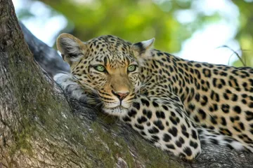 Muere leopardo en zoológico de EU tras presentar síntomas de Covid