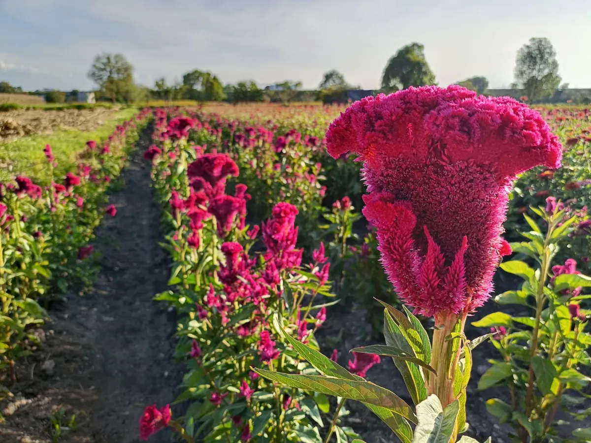 Festival de las Flores en Doxey