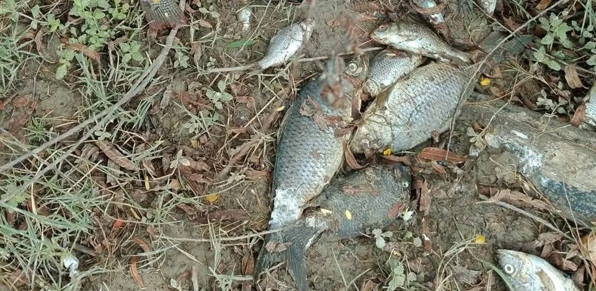 Hallan peces muertos en la presa de San Fernando