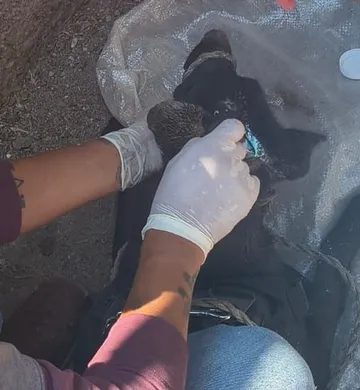 Primer caso de gusano barrenador en Atotonilco de Tula
