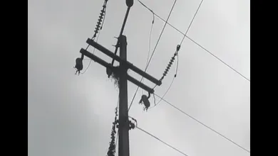 Serpiente provoca corto circuito en Pueblo Nuevo