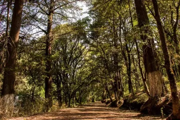 Árboles afectados por gusano descortezador en el Bosque El Hiloche.