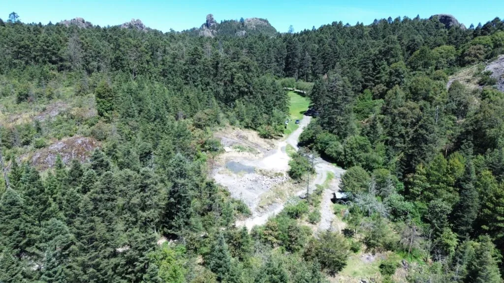 Plaga obliga a retirar miles de árboles en el Parque Nacional El Chico