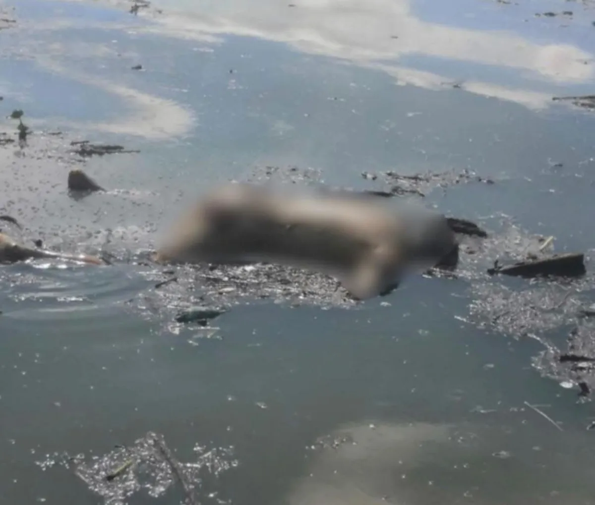 Movilización en Santa Ana Ahuehuepan tras localizar un cadáver en la presa Endhó; aún no ha sido identificado.