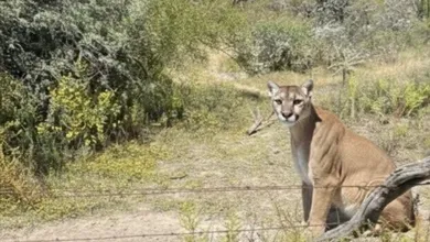 Avistamiento de Puma en San Agustín Tlaxiaca